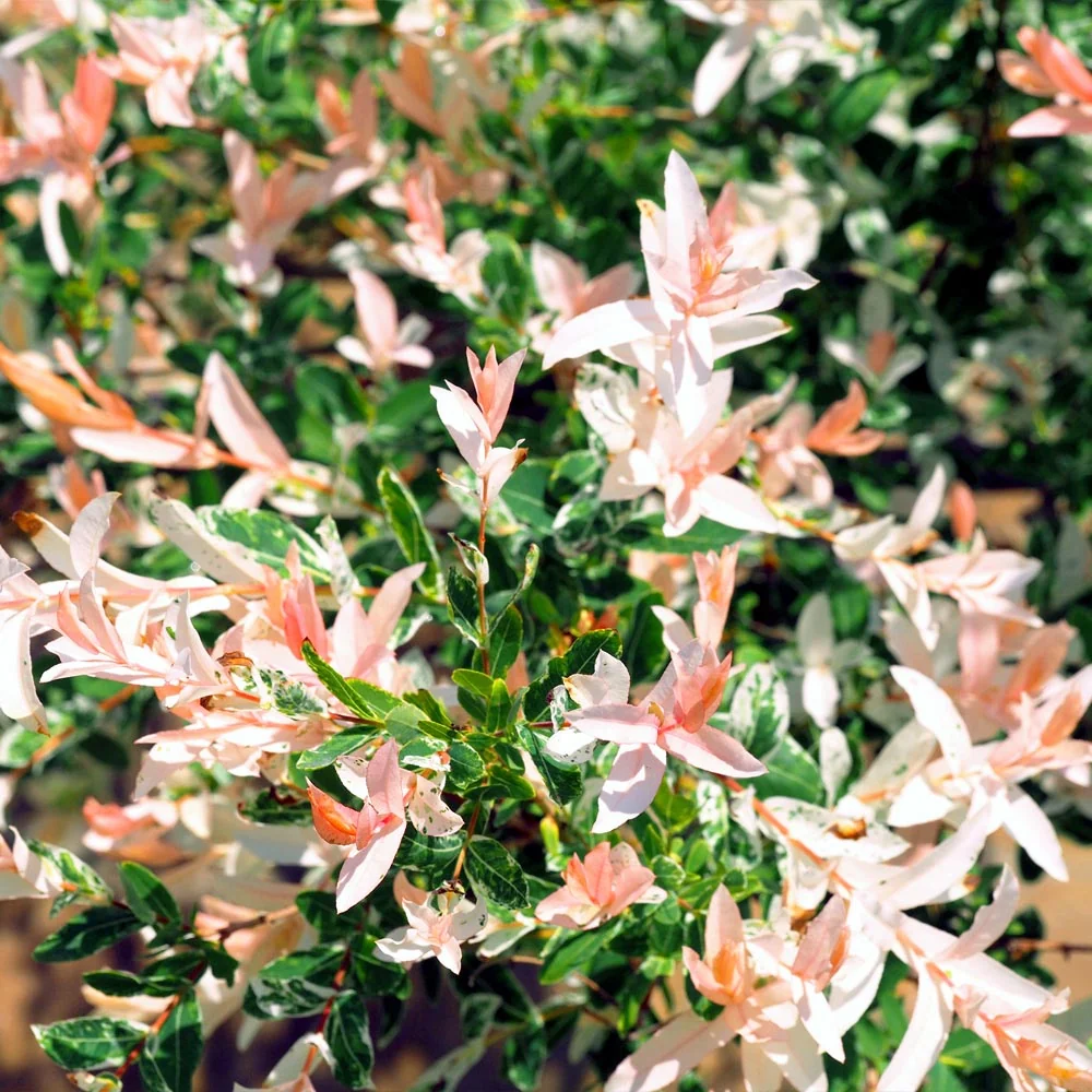 Shrubs for Sale